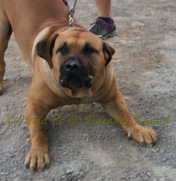 "JORDAN de la Isla de los Volcanes"