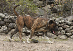 "ATILA de Regañados"