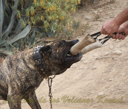 "FARAÓN de la Isla de los Volcanes"