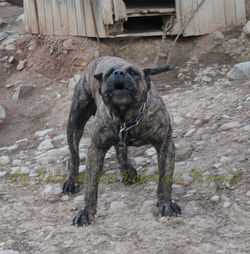 "FARAÓN de la Isla de los Volcanes"