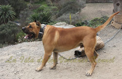 "GRINGO de la Isla de los Volcanes"