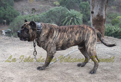 "FARAÓN de la Isla de los Volcanes"