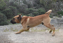 "JORDAN de la Isla de los Volcanes"