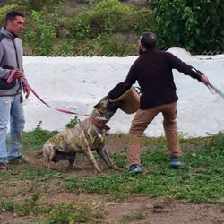 "RUSSO de la Isla de los Volcanes"