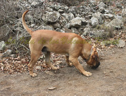 "JORDAN de la Isla de los Volcanes"