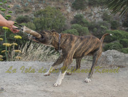 "ATILA de Regañados"