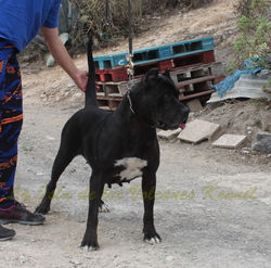 "NEGRA de Regañados"