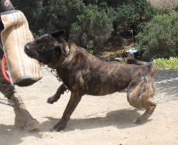 "KATIRE de la Isla de los Volcanes"