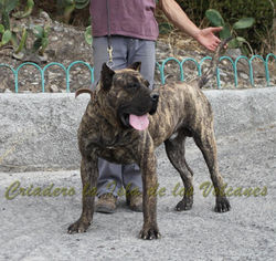 "FARAÓN de la Isla de los Volcanes"