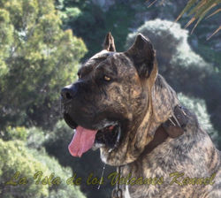 "RUSSO de la Isla de los Volcanes"