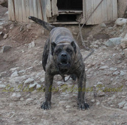 "FARAÓN de la Isla de los Volcanes"