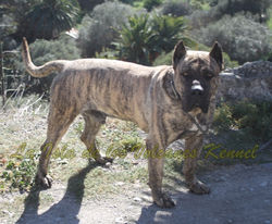 "RUSSO de la Isla de los Volcanes"