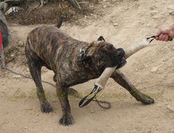"FARAÓN de la Isla de los Volcanes"