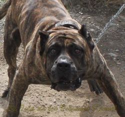 "FARAÓN de la Isla de los Volcanes"