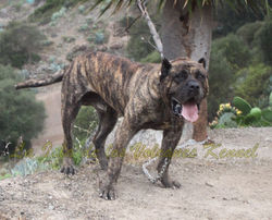 "FARAÓN de la Isla de los Volcanes"