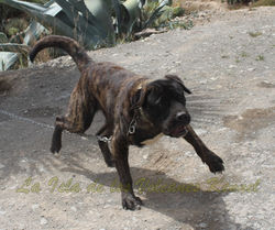 "KATIRE de la Isla de los Volcanes"