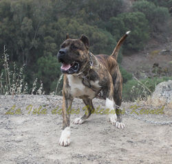 "ATILA de Regañados"