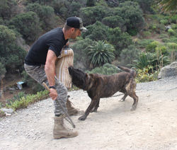 "KATIRE de la Isla de los Volcanes"