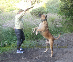 "GRINGO de la Isla de los Volcanes"