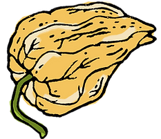 uchuva dibujada.png