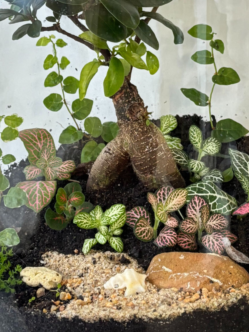 Jardim de plantas em vaso de vidro