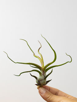 Tillandsia Bulbosa | Jardins da Joana