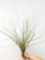 Planta aérea Tillandsia: detalhes delicados