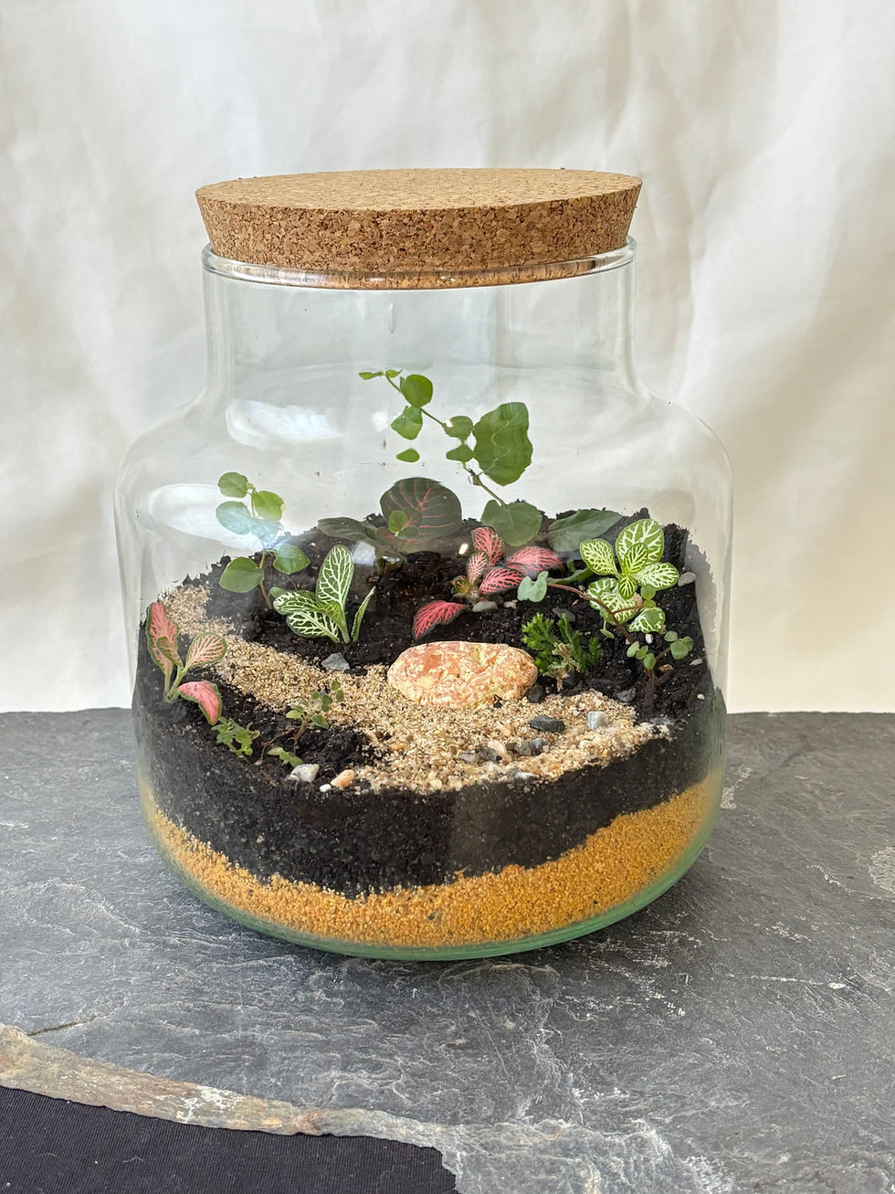 Terrário de vidro com suculentas