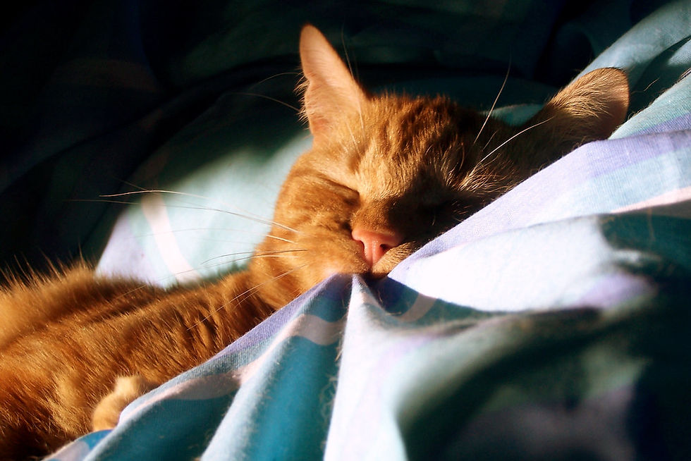Orange tabby cat Gizmo resting in sunlight on a bed
