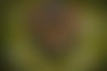 Close-up of a tabby cat crouching low in tall green grass, looking directly into the camera with focused green eyes.