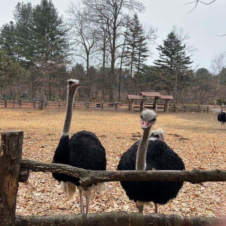 Ostrich Farm