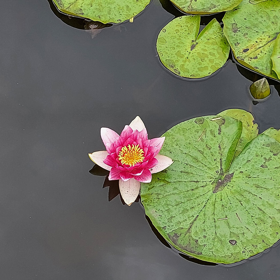 4 Seerose.jpg