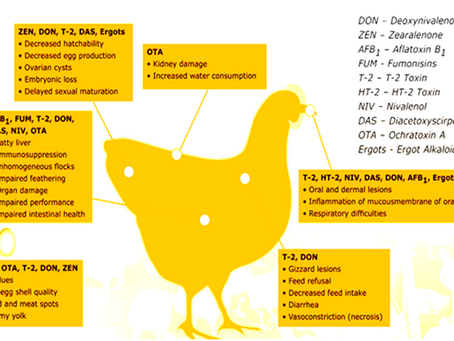 Prevention, Control and Managemental Strategies for Major Mycotoxins Intoxications in Poultry