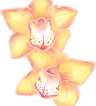 Orchid Flowers