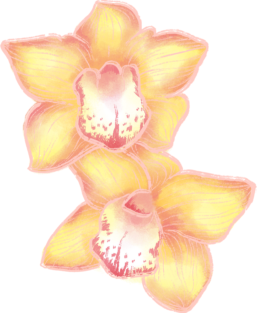 Yellow Orchid Illustration
