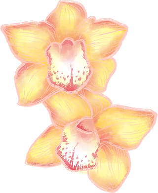 orchideebloemen