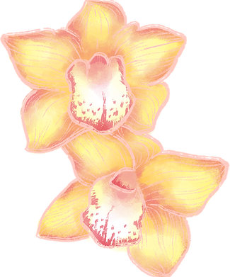Orchid Flowers
