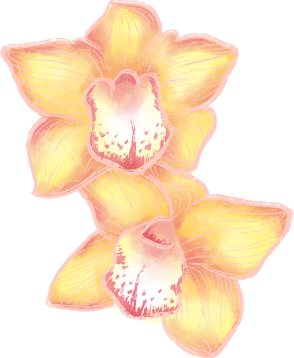 Orchid Flowers