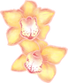 Fleurs Orchid