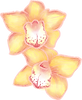 orchideebloemen