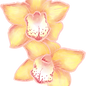 Fleurs Orchid