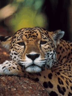 Vjefita_pindown.io_1783047308.gif
