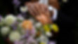 Bridals.00_02_42_12.Still021.jpg