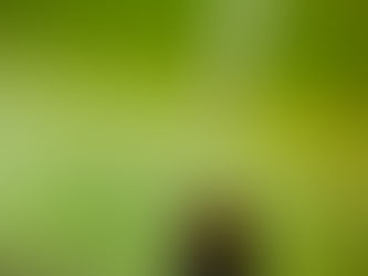 Full Spectrum vs Broad Spectrum vs Isolate: Which One Is for Me?