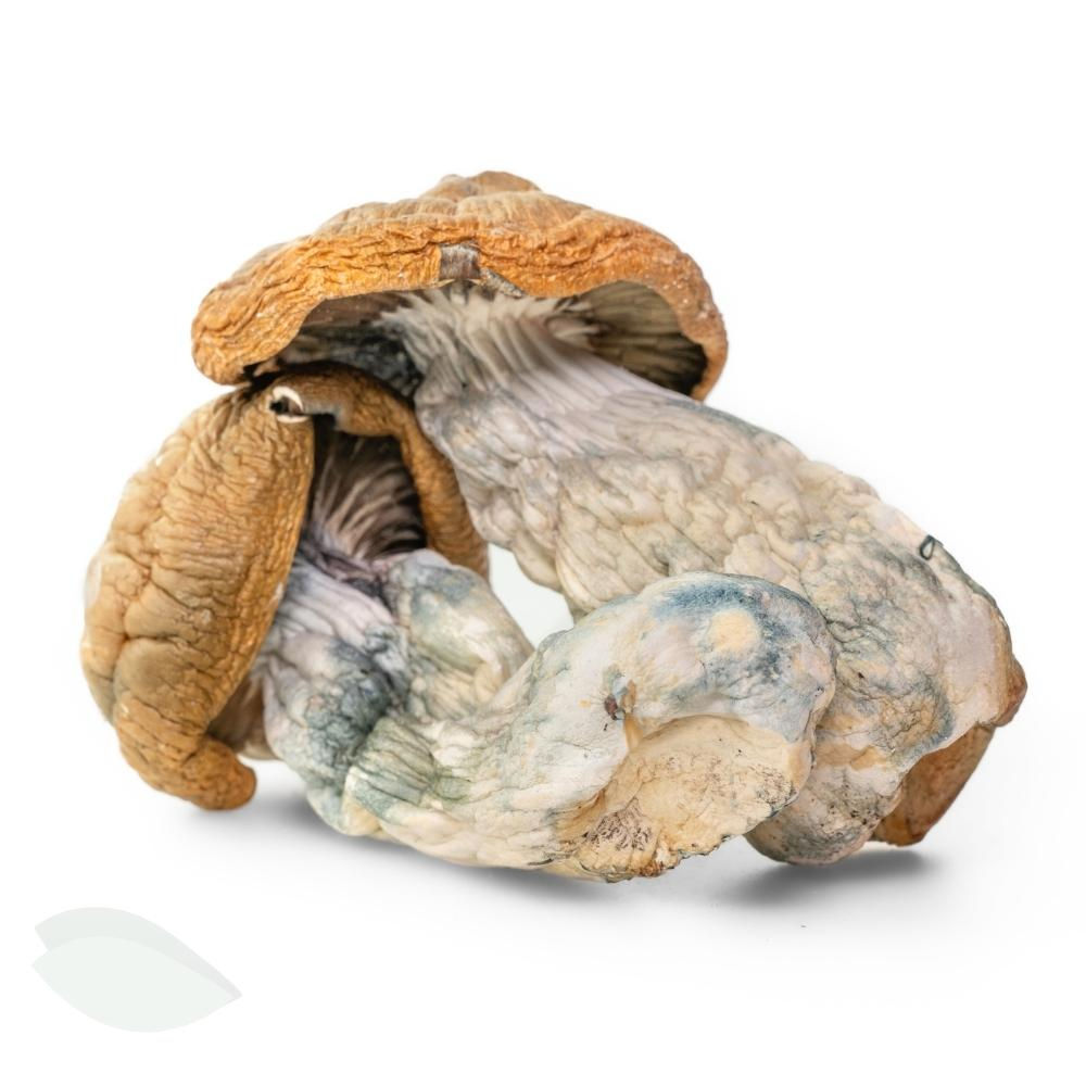 Side view of large Makilla Gorilla mushrooms, highlighting their meaty stems and golden-brown caps
