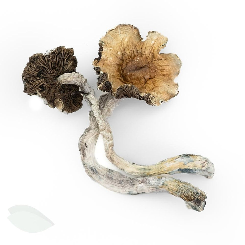 Thumbnail: Two dried Ko Samui mushrooms with large, open caps.