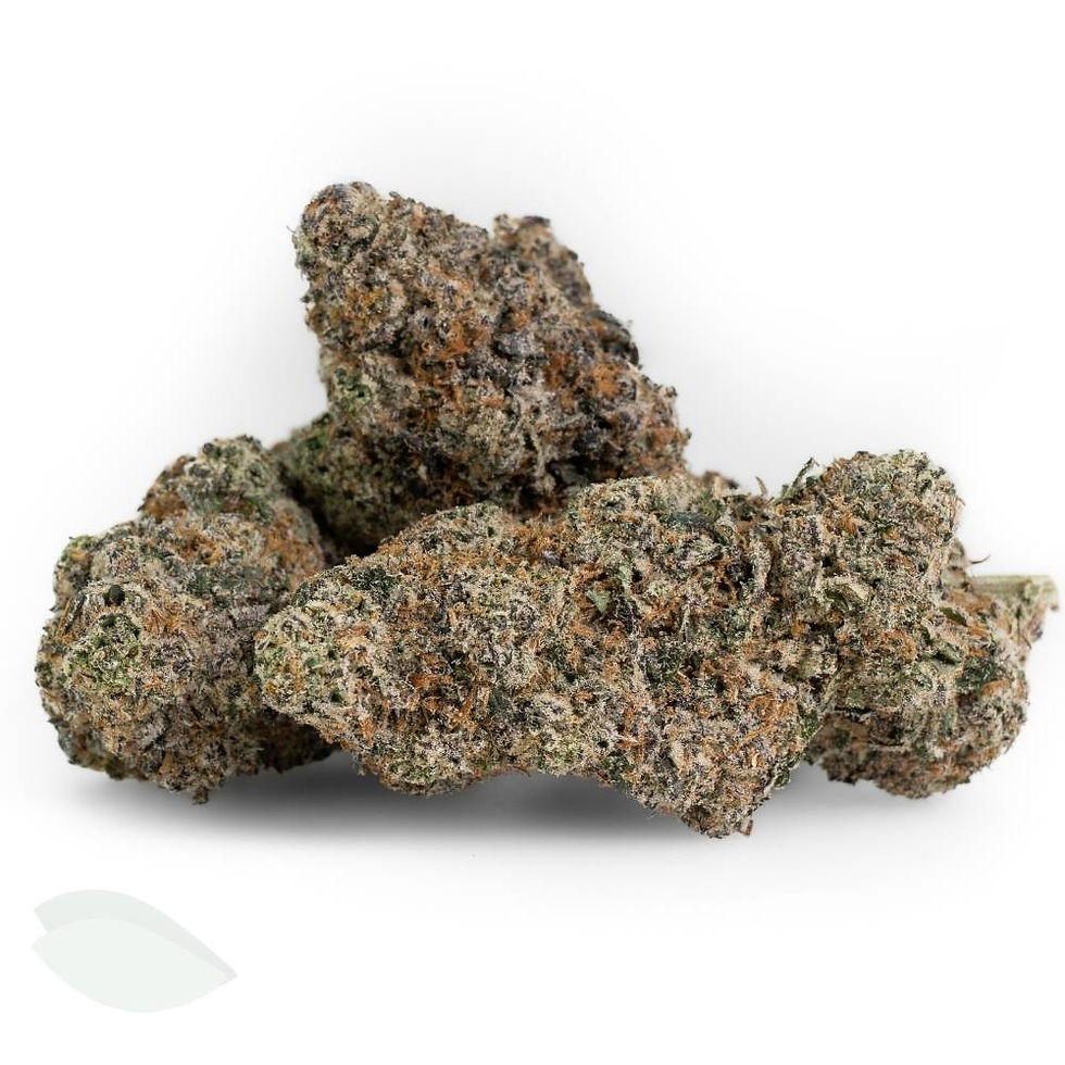 lack Gas cannabis flowers showing large bud sizes.