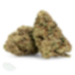 Two Platinum Gorilla strain flowers against a white backdrop