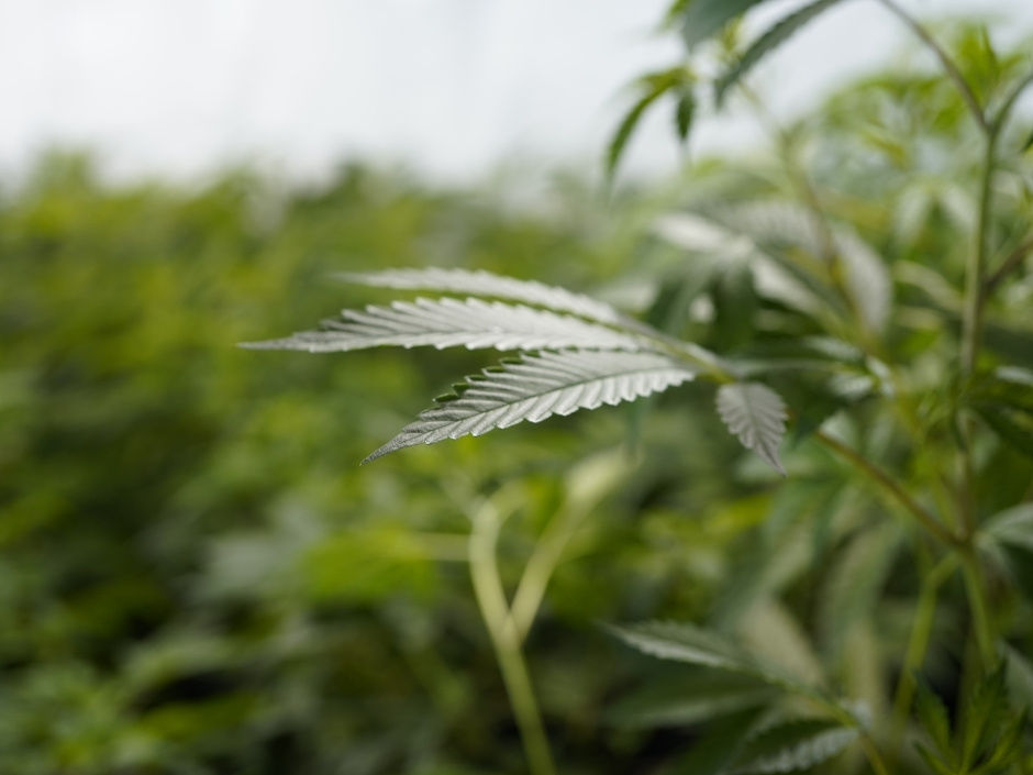 sunlight reflects off a cannabis leaf in Ontario