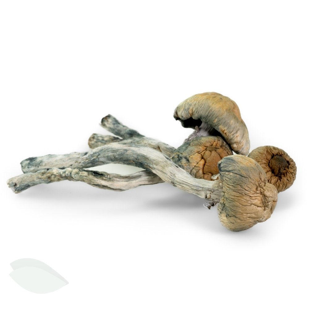 Close view of multiple Golden Teacher caps with wrinkled tops and pale stems, slight blueing